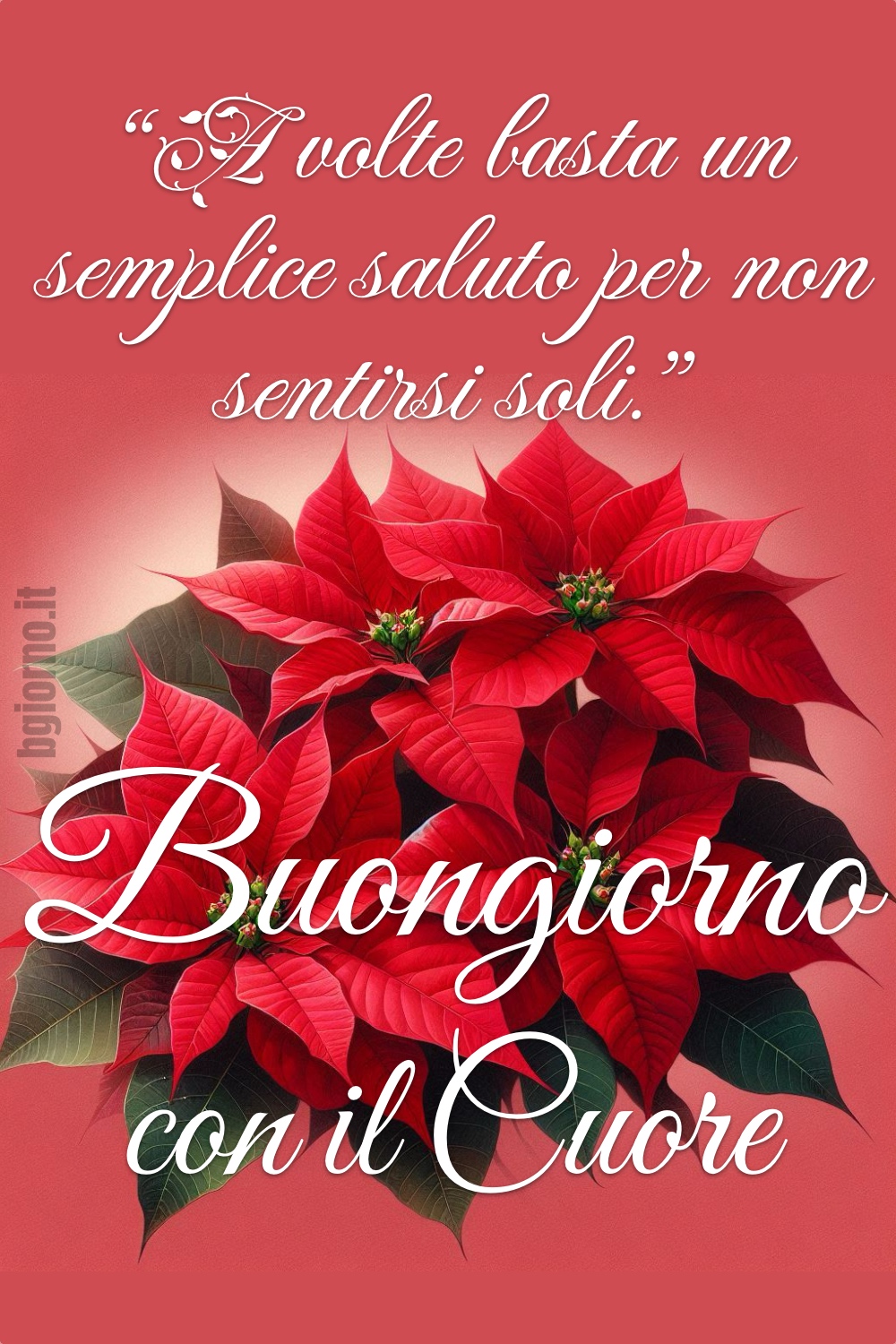 Buongiorno Stella di Natale